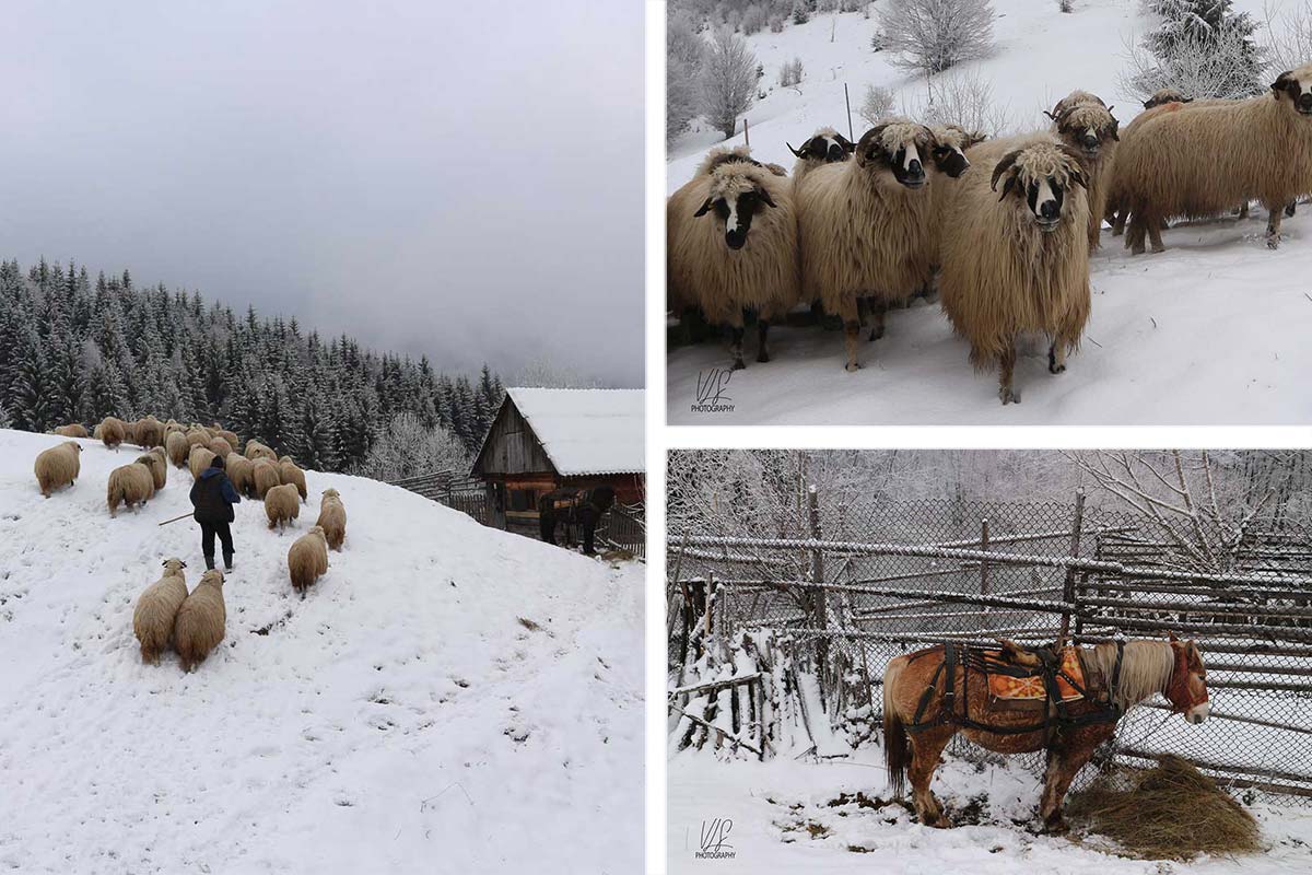 Winter im Landkreis Hunedoara